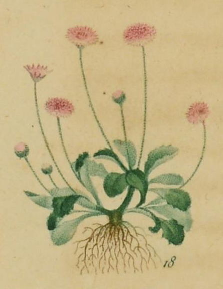 Illustration of a daisy with pink flowers.